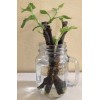 Ficus White Kadota Fig cuttings - 2 Cuttings - PLUS