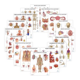 16 PACK Human Anatomy Poster Set, LAMINATED, Anatomy and Physiology, 17.3 x 22.5 Inches, Organ and Body System Diagrams, Anatomical Charts for Education Learning and Students
