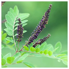 Everwilde Farms - 1/4 Lb False Indigo Native Wildflower Seeds - Gold Vault