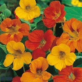 GroCo 27 SEEDS - nasturtium TOM THUMB MIX Edible Flower DWARF GroCo- BUY 15=SHIPS FREE