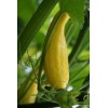 SQUASH SEEDS 30+ EARLY PROLIFIC STRAIGHTNECK NON GMO FREE-SHIPPING
