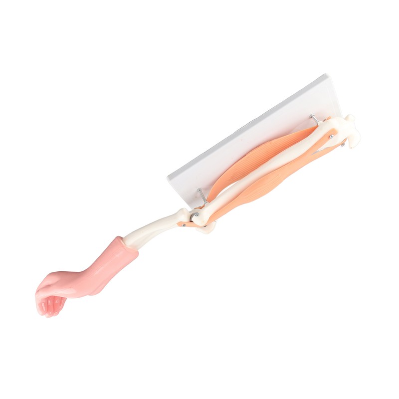 Arm Moving Model Anatomical Elbow Joint Motion Model Primary School