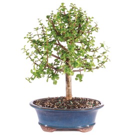 Brussel's Bonsai Live Dwarf Jade Bonsai Tree, Indoor - Large, 6 Years Old, 10 to 14 Inches Tall - Jade Tree in Decorative Ceramic Bonsai Pot