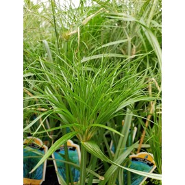 Nile Queen Papyrus | 3 Live Plants | Cyperus Shade & Wet Tolerant Aquatic Foliage