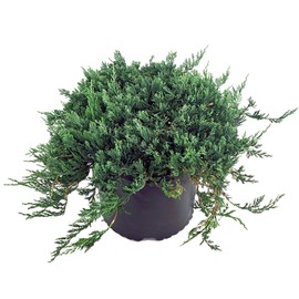 Blue Rug Juniper, blue leafed evergreen plant in 2 Gallon pot - Juniperus Horizontalis 'Wiltonii'