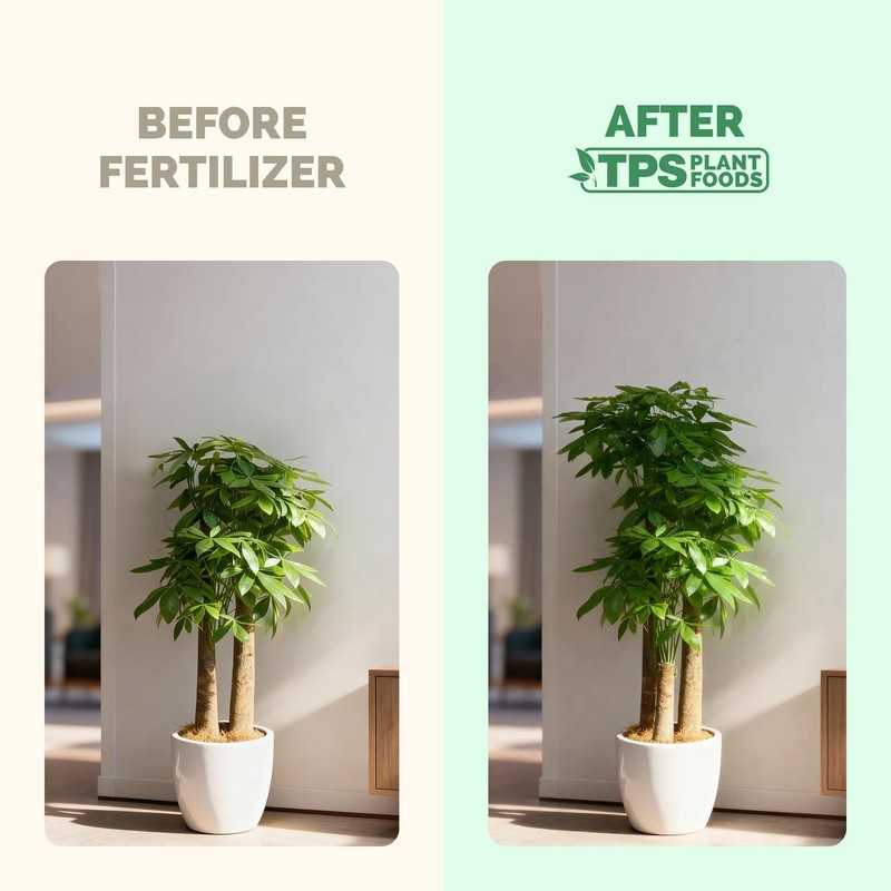 Money Tree Fertilizer for Money Trees and All Pachira Plants,