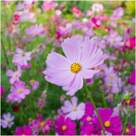 Seed Needs, Pinkie Cosmos Seeds - 400 Heirloom Seeds for Planting Cosmos bipinnatus - Pink Wildflowers to Plant a Butterfly Garden & Attract Pollinators (1 Pack)
