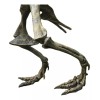 Jextech Esqueleto Tiranosaurio Rex T Rex Dinosaurio Fosil Armar 70cm