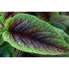 Red Callaloo Amaranth Seeds (~600): Certified Organic, Non-GMO, Heirloom, Open