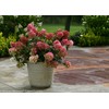 Proven Winners - Hydrangea pan. Fire Light (Panicle Hydrangea) Shrub,
