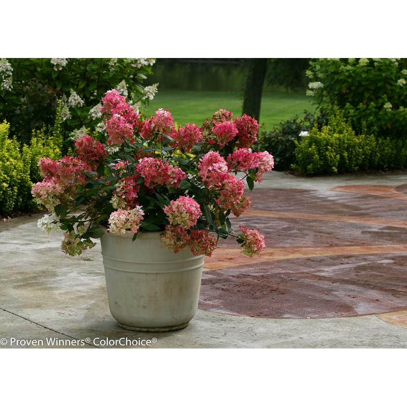 Proven Winners - Hydrangea pan. Fire Light (Panicle Hydrangea) Shrub,