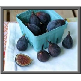 Black Mission Fig Seeds! SELF FERTILE! EAT FRESH / CAN / OR DRY! COMB. S/H!