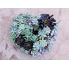 SuperMoss (22361) Living Wreath for Indoor and Outdoor Decor –