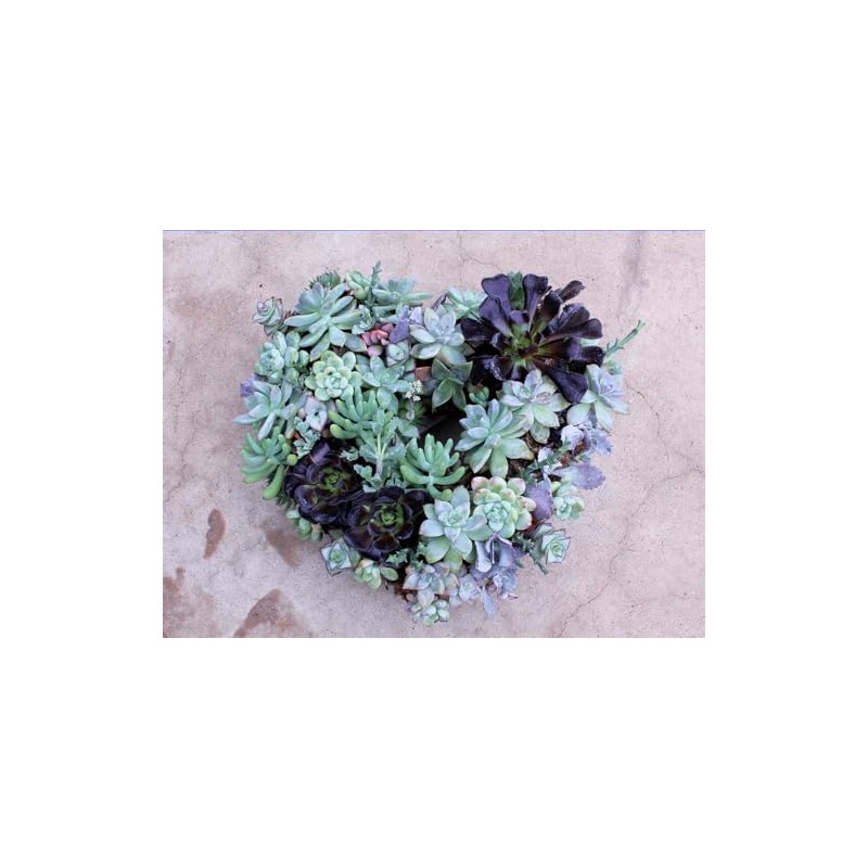 SuperMoss (22361) Living Wreath for Indoor and Outdoor Decor –