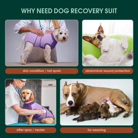 Kuoser Recovery Suit for Dogs After Surgery, Soft Dog Surgery Suit Female Male, Breathable Pet Surgical Recovery Shirt, Anti Licking Dog Onesie for Abdominal Wounds Cone Alternatives, Purple 2XL