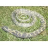 5' Realistic Chain King Snake Replica - Rubber
