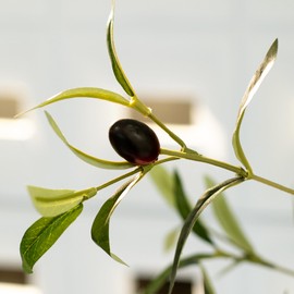 SAKSUN Olive Trees Artificial Indoor-Outdoor: Large Faux Olive Tree 7FT with Realistic Long Lasting Color Leaves & Fruits in Pot - Low Maintenance Fake Plants for Home Office Decor