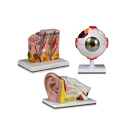 Vision Scientific VBM-B14N Elementary and High School Learning Package. Set of Three Human Anatomy Models, Eye, Ear and Skin | W Manual