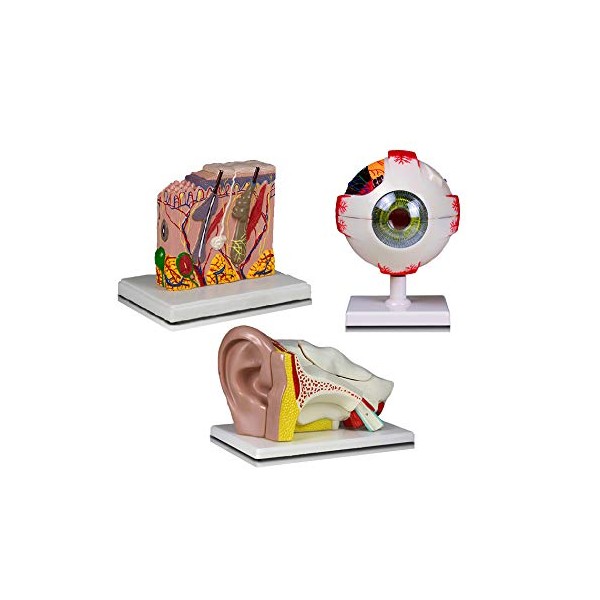 Vision Scientific VBM-B14N Elementary and High School Learning Package. Set