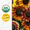 Seed Packet - Sunflower 'Autumn Beauty' 700mg