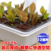 TKY Seedling Pot, Seedling Tray, Sowing, Home Gardening, Gardening Supplies,