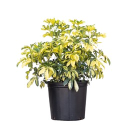 United Nursery Schefflera Trinette – Arbicola Variegated Umbrella Plant in 10” Grower Pot – 22–24 Inches Tall – Full Sun Outdoor Shrub – Easy-Care Tropical Foliage for Patio or Landscape