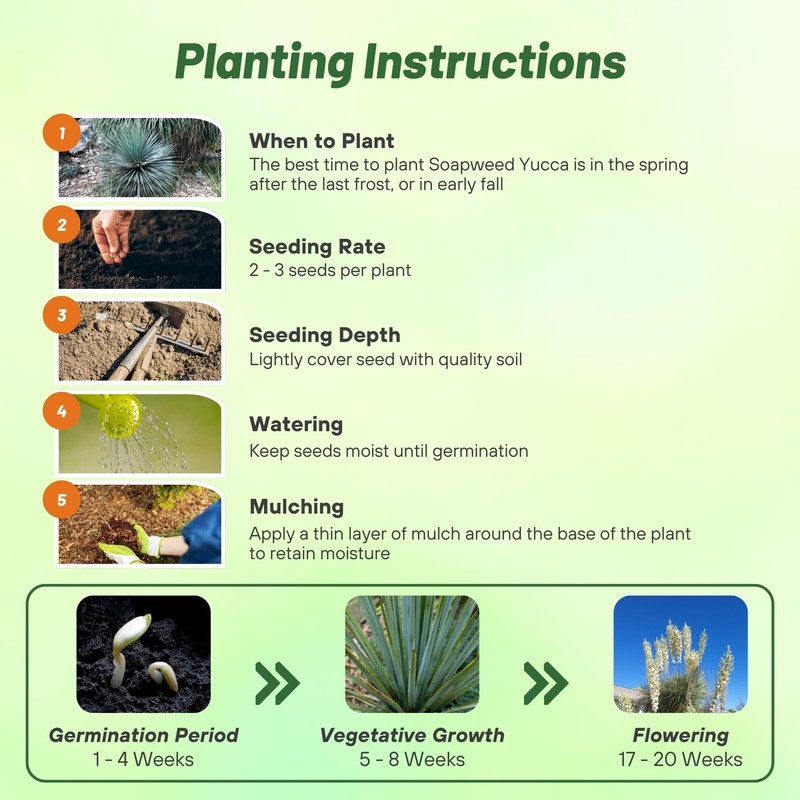 Outsidepride Soapweed Glauca Yucca Seeds for Planting - 100 Pcs