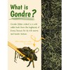 NICE WITCH'S Korean Gondre (Cirsium setidens) 3.5 oz (100g) –
