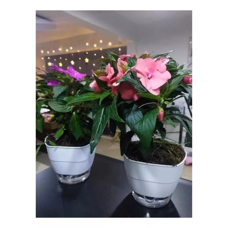 Betterware Maceta Pequeña Moderna Riega Facil Blanca Interior/exterior