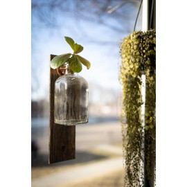 Living Window Plant Vase with mounted Suction Cup