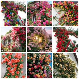 300 Mixed Color Climbing Rose Seeds for Planting Bush Perennial Shrub Heirloom Open Pollinated Flower Plant Seeds
