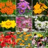 Wildflower Seeds Bulk, 2 Oz. 80,000+ Seeds – Save The