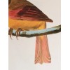 Northern Cardinal or Cardinal Grosbeak Audubon Print 15" x 11.5"