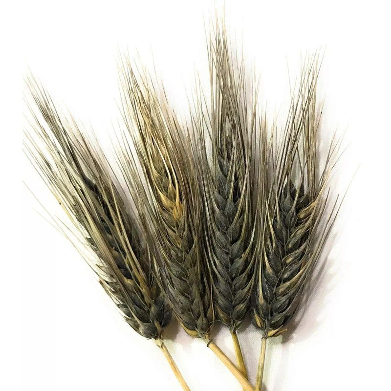 Bench View Farms Organic Black Nile Barley - 3lbs (Pack