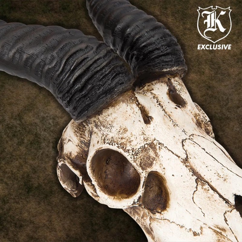 K Exclusive African Springbok Antelope Skull Replica | Cold Cast