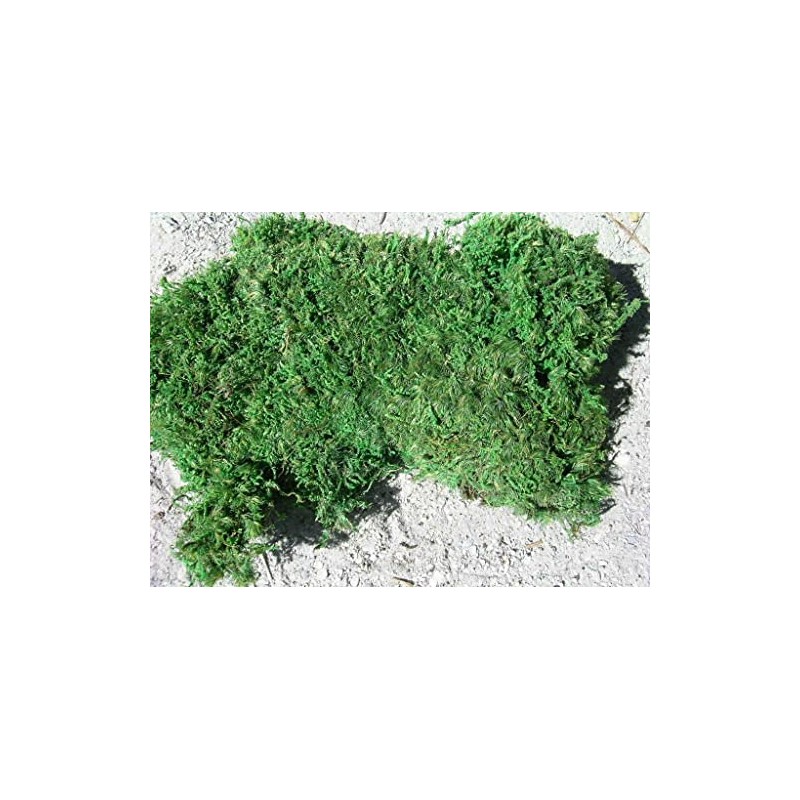 Living Moss - Fresh Sheet Moss Perfect for Terrariums and