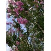 Tree crepe myrtle tree seedlings pink flowers easy to grow
