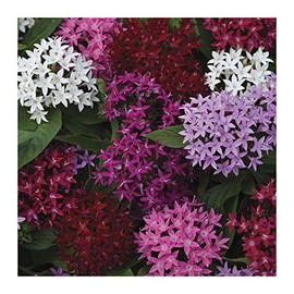 Park Seeds Pentas Lucky Star Flower Mixture, Pack of 20 Seeds