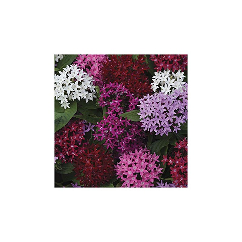 Park Seeds Pentas Lucky Star Flower Mixture, Pack of 20