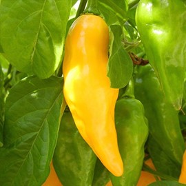 Wayland Chiles Jalapeno Seeds (Jaloro)