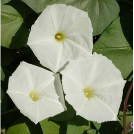25 White Moonflower Flower Seeds Ipomoea alba Morning Glory