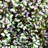 Red Streaks Mizuna Mustard Seeds - Bulk Herb Seeds for