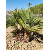 10 Seeds of Mediterranean Fan Palm Tree | European Fan