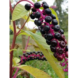 AMERICAN POKEWEED "Phytolacca americana" ~Makes great Vine~ Perennial SEEDS