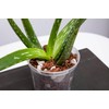 rePotme 3 inch Plant Pots - 6 Pack of Flower