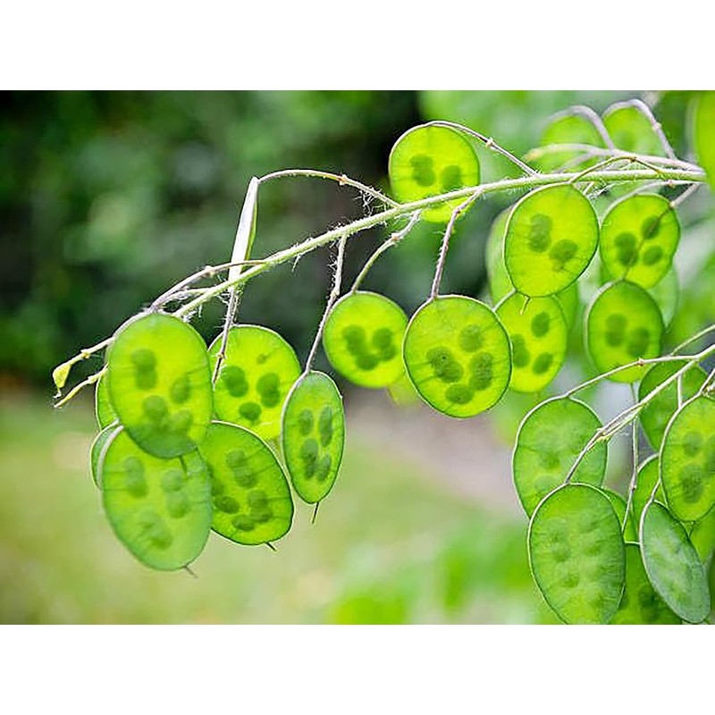 150 Seeds Lunaria - Money Plant Seeds - Marde Ross