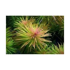 CANTON AQUATICS Hornwort Ludwigia Inclinata Verticillata White Potted - Aquatic Plant for Freshwater Aquariums - Vibrant White Variegation & Lush Green - Enhancing Water Clarity - 5 Pack