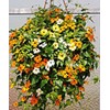 Black-Eyed Susan Vine Seeds, Includes 100 Seeds in a Pack