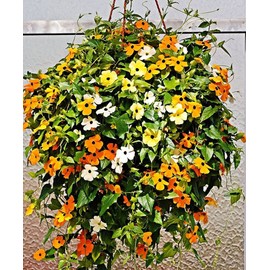 Black-Eyed Susan Vine Seeds, Includes 100 Seeds in a Pack