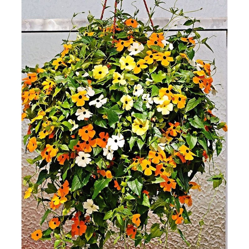 Black-Eyed Susan Vine Seeds, Includes 100 Seeds in a Pack
